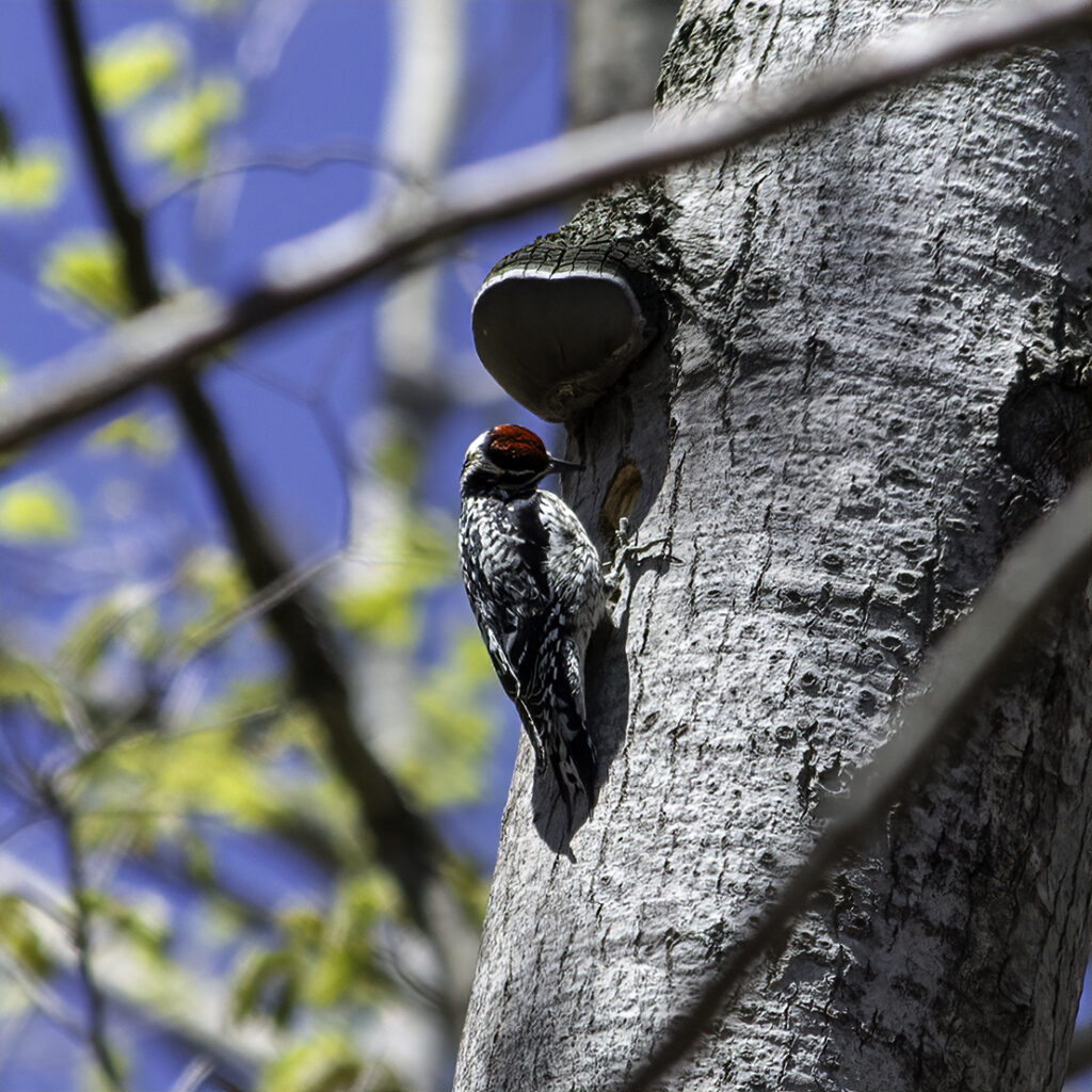 A yellow-bellied sapsucker tapping a tree, red  crest shining in the sun