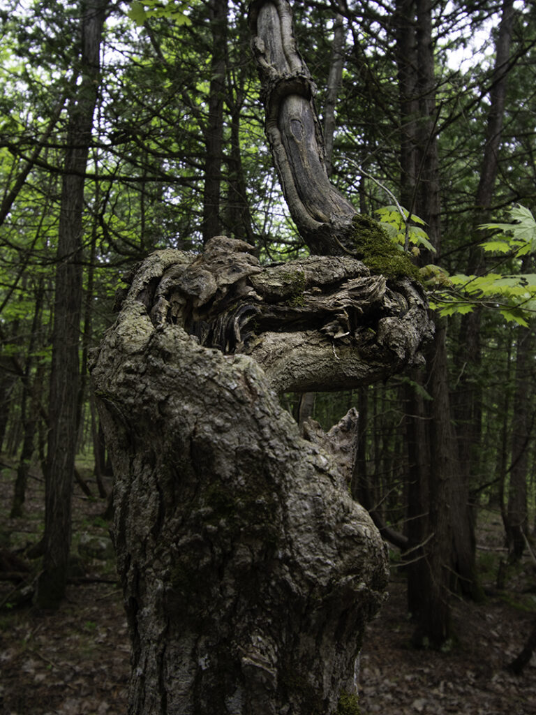An old tree with many lumps and twists and bends and swirls