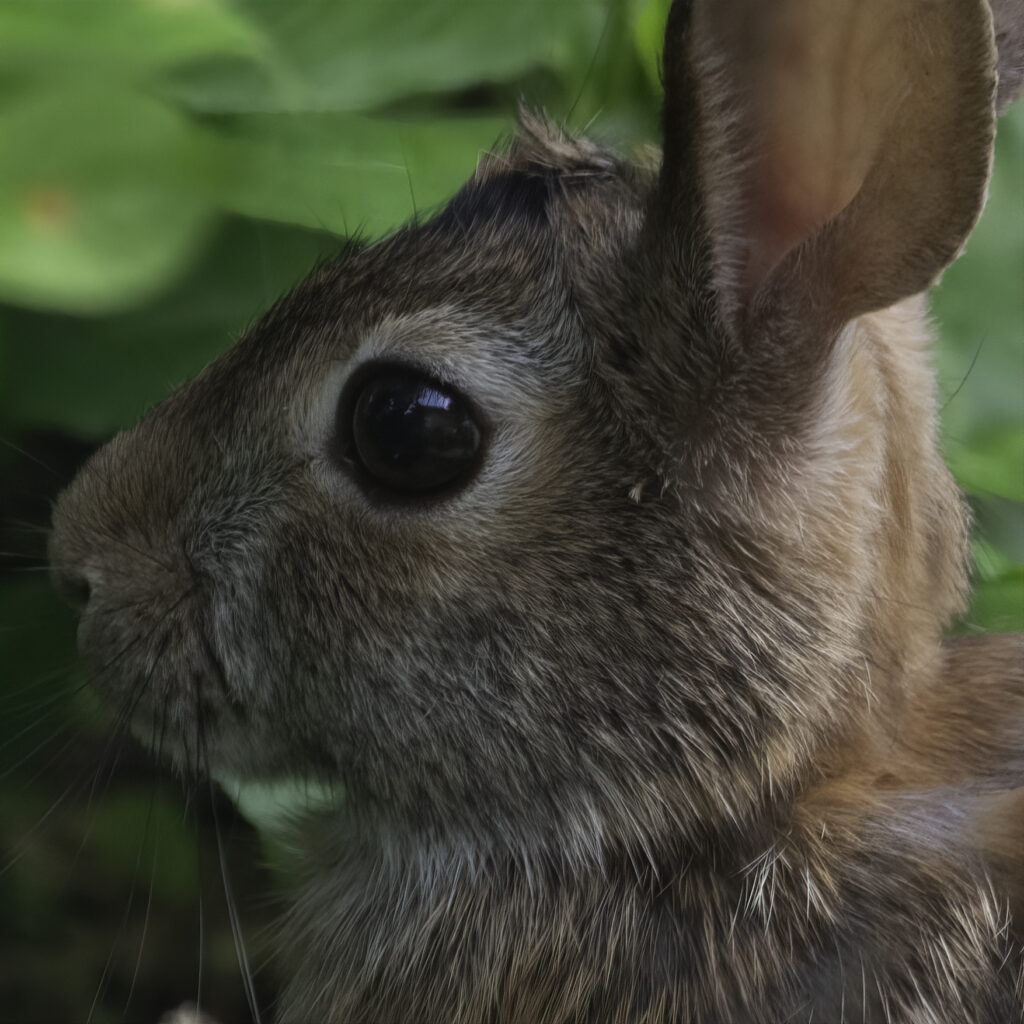 A close up of a rabbit, so close you can see reflections in her eye