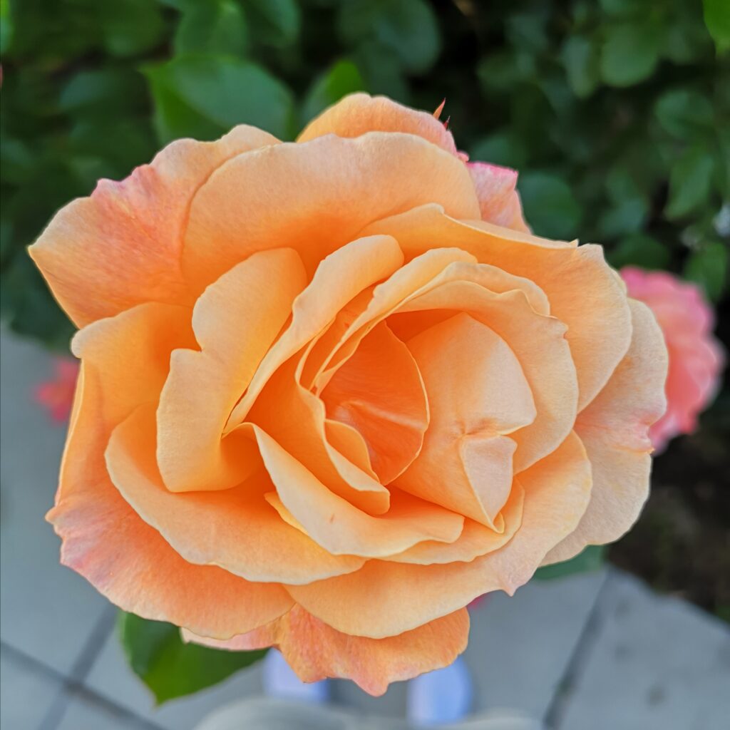 A peach-coloured rose blossom, every petal perfect
