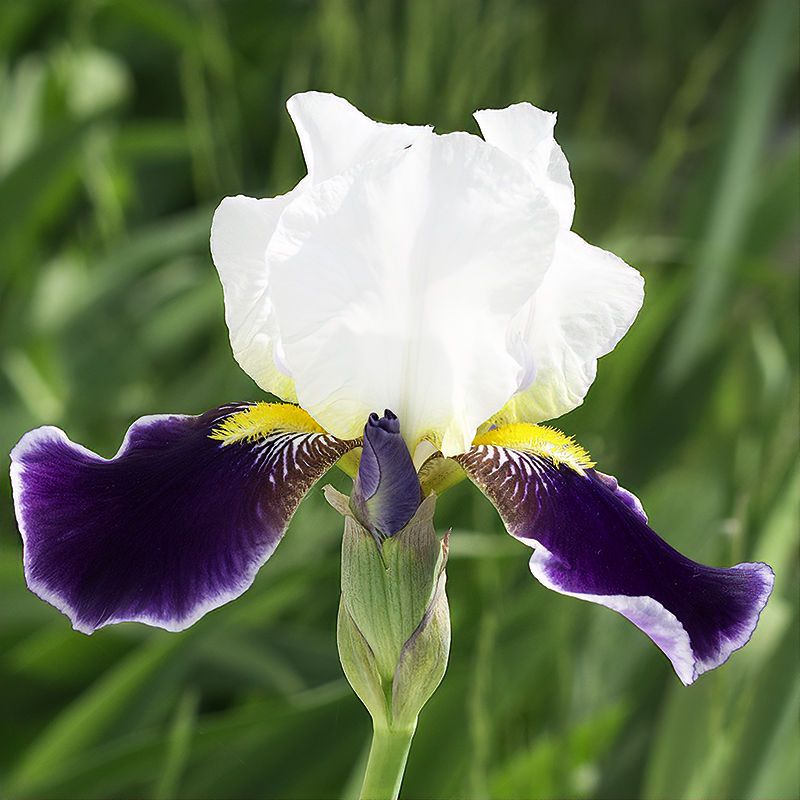 Iris