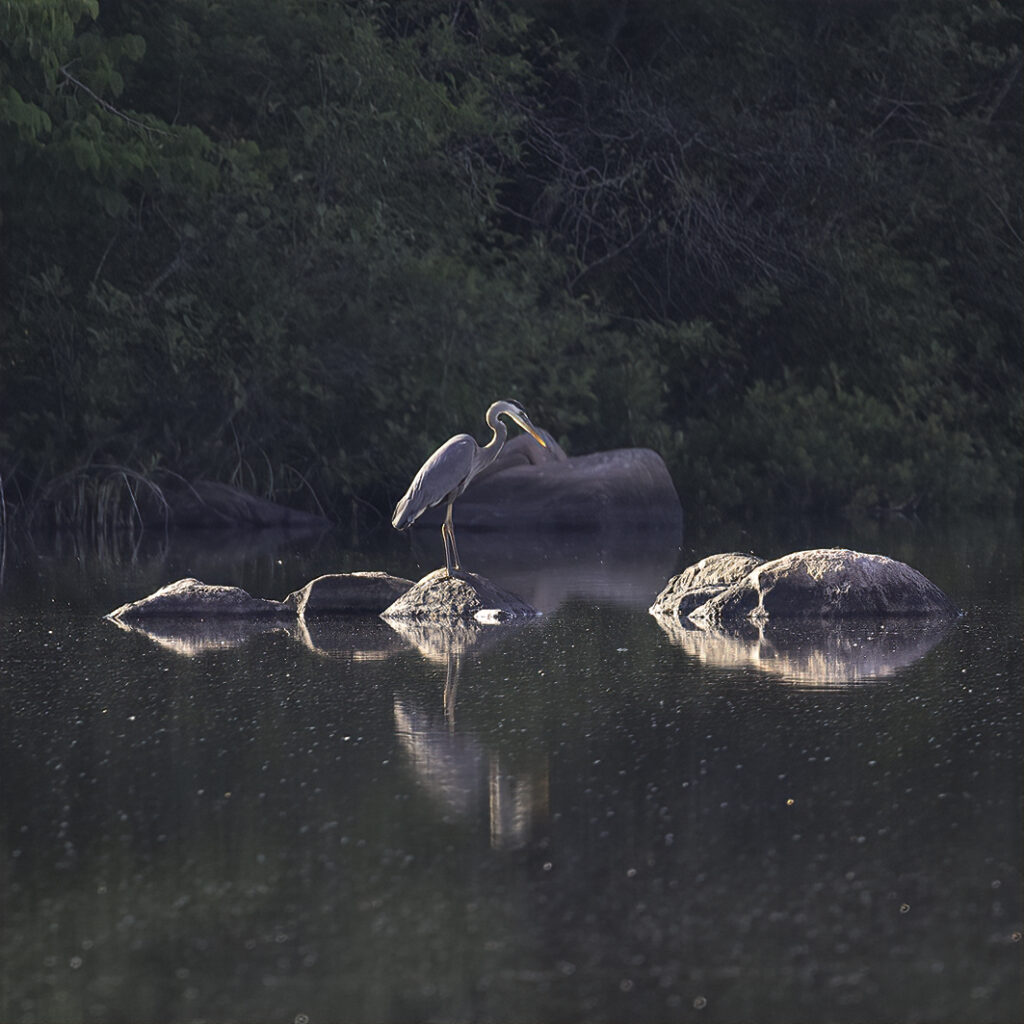 A great blue heron stands in a shaded alcove illuminated by sunlight