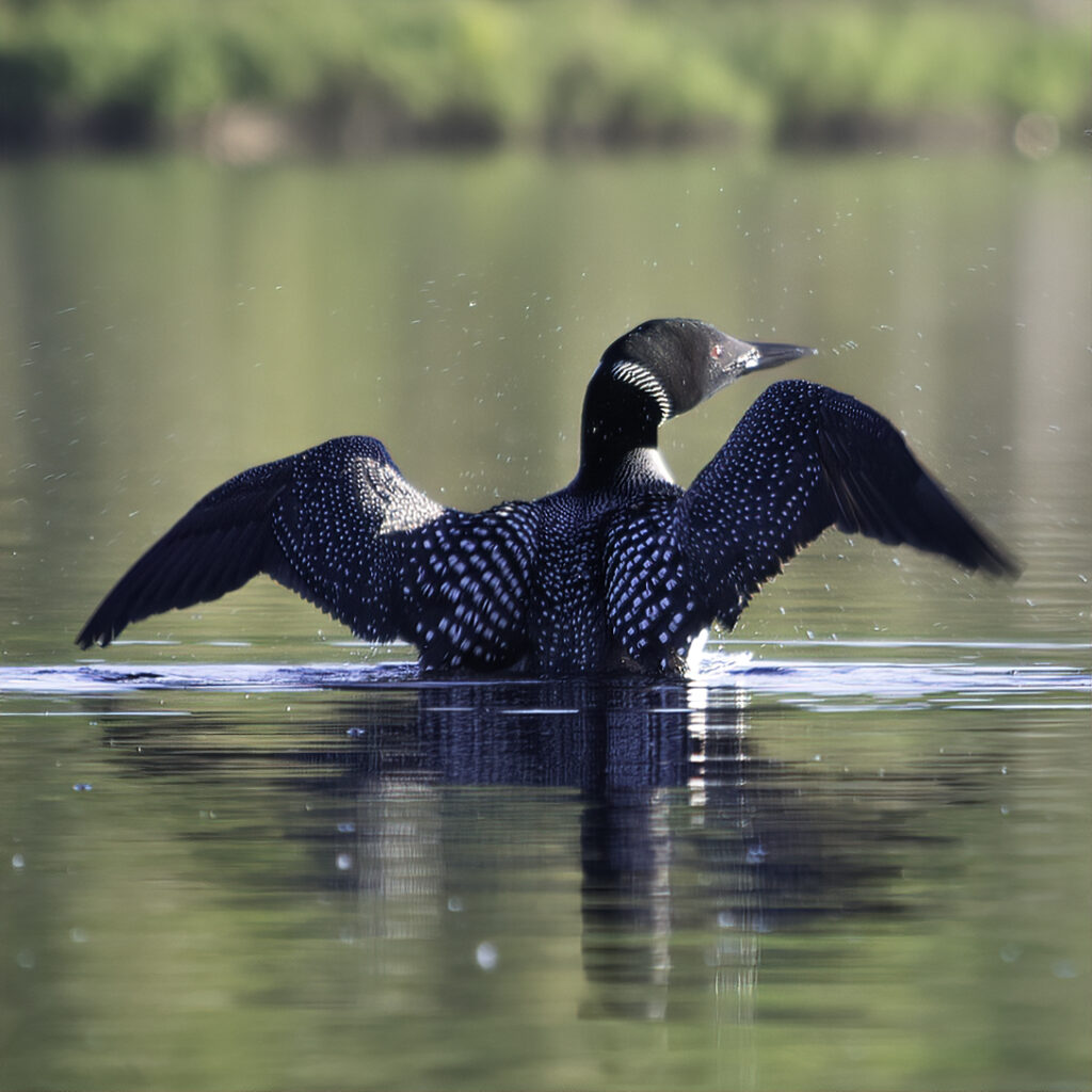 A loon with wings stretched out, while they remain in place on the water