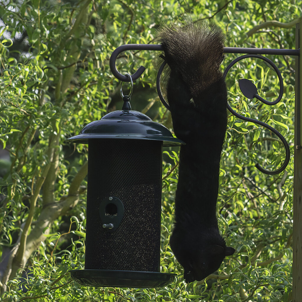 A black squirrel hanging upside-down next to a bird feeder