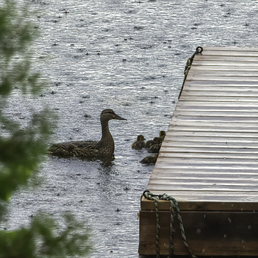 A mother mallard duck with her babies, who are trying to shelter from the rain