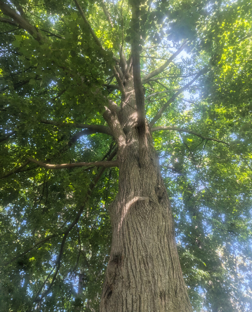Tree in Central Park View of a tree from below with the morning light filtering through its leaves
