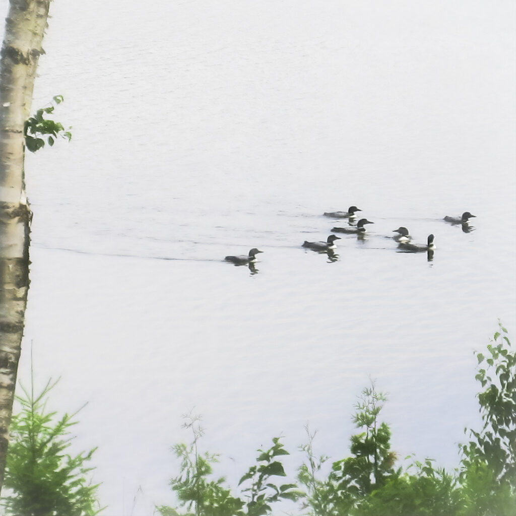 Seven loons swimming together toward the shoreline