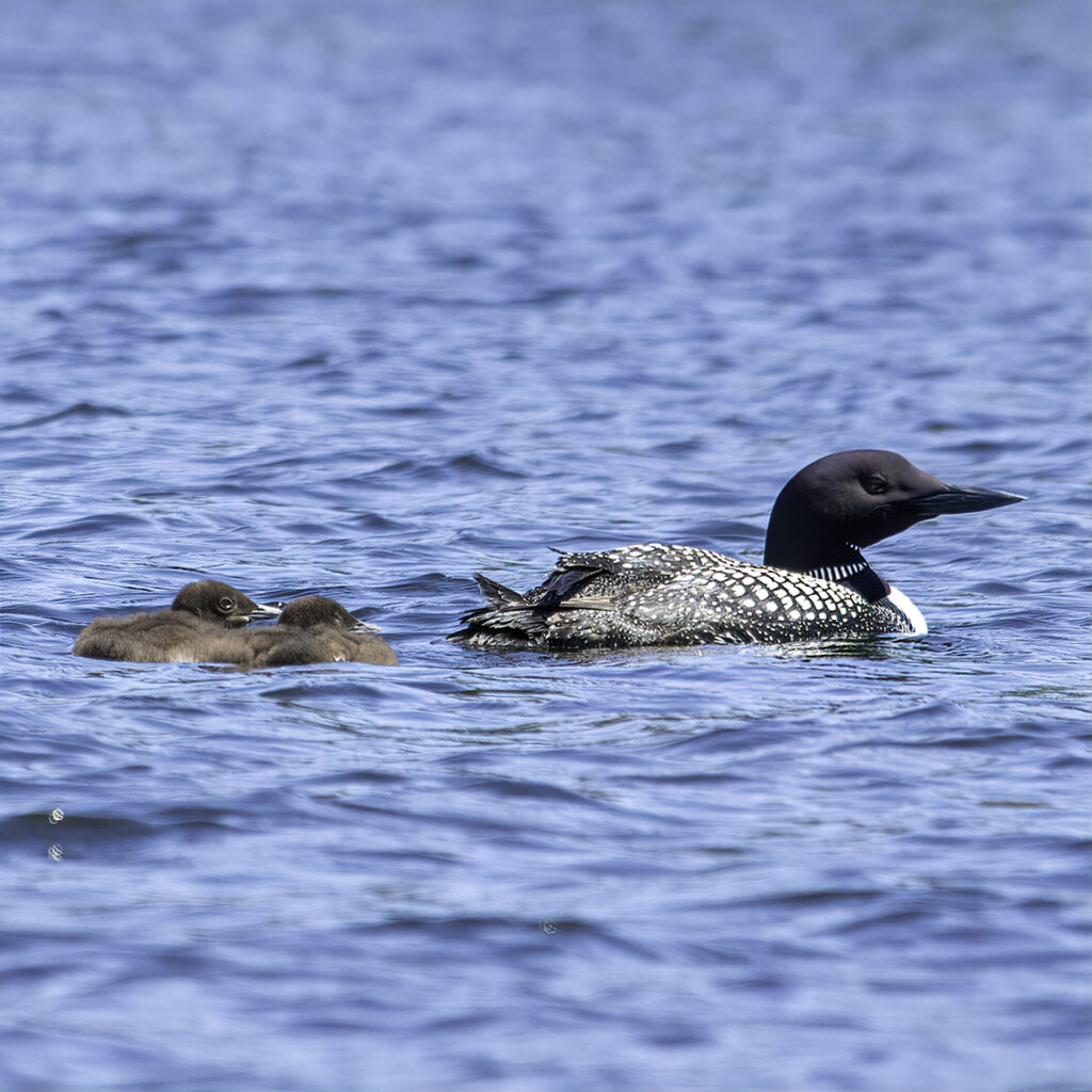 A mother loon with her two babies following closely behind