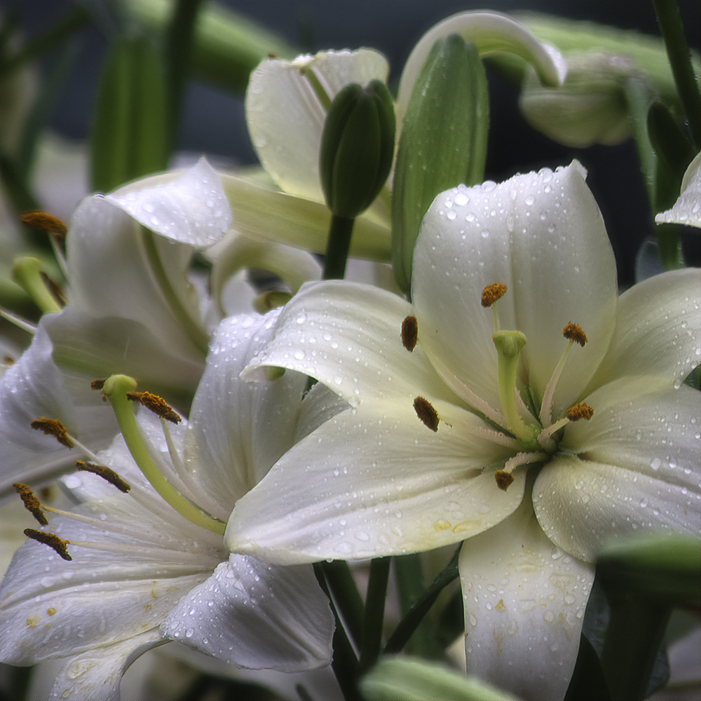 Consider the Lilies