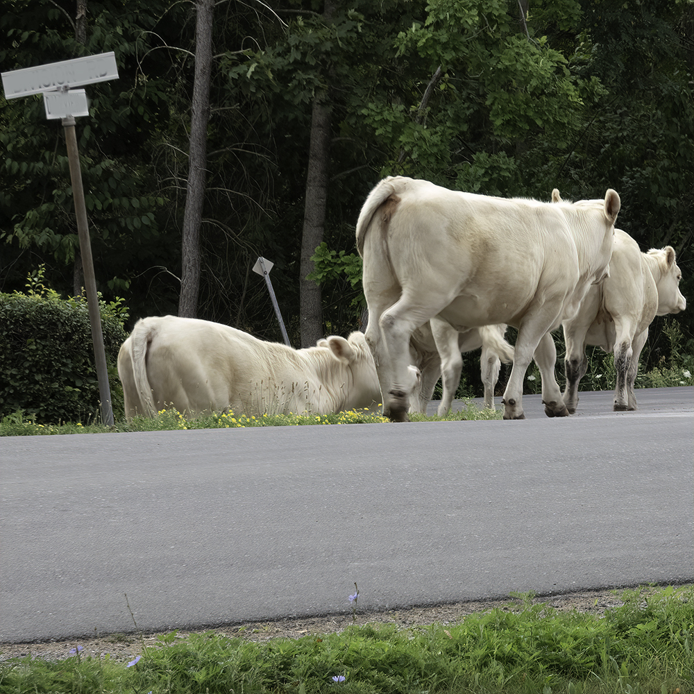 Cows at the Corner