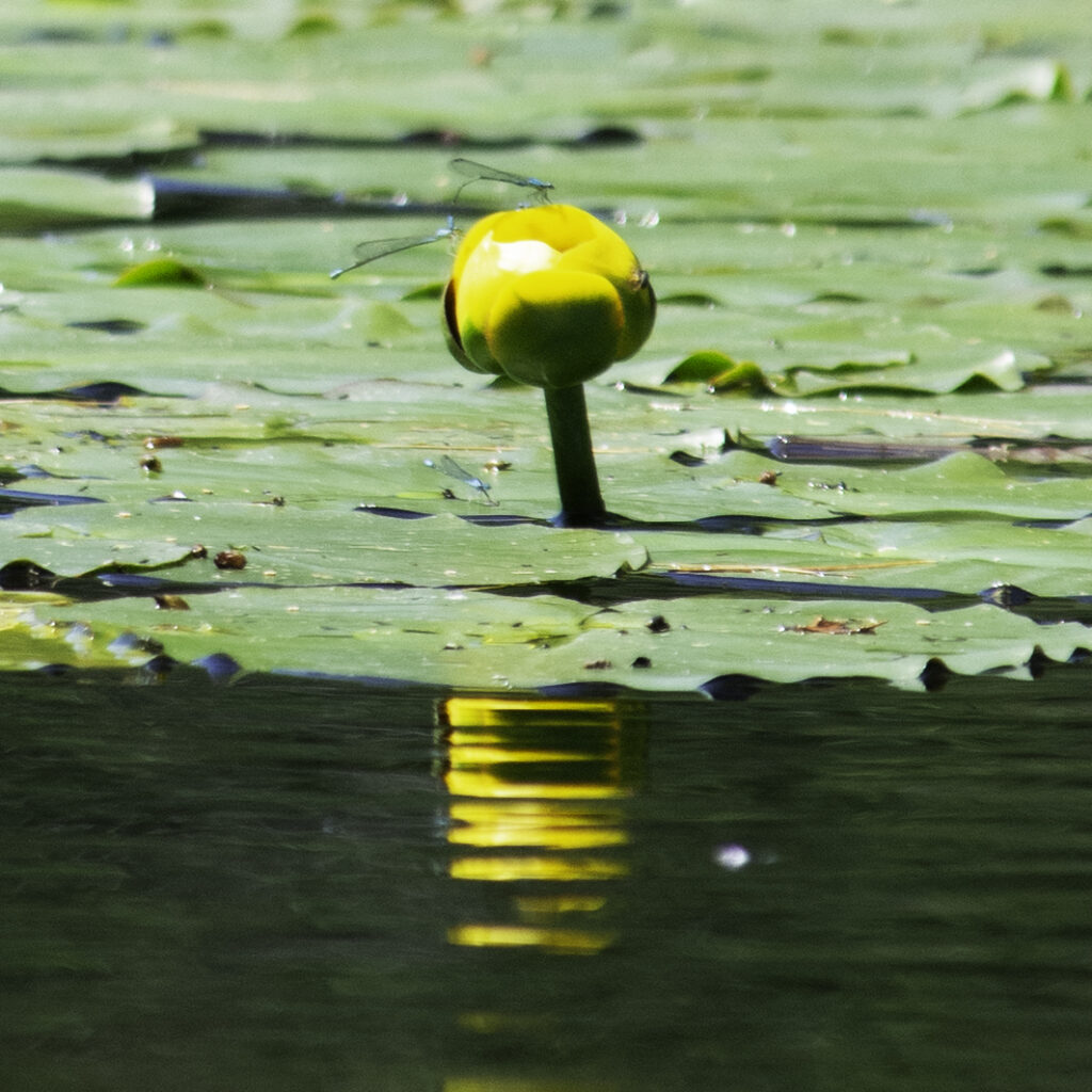 A pair of blue dragonflies connecting on a yellow pond lily
