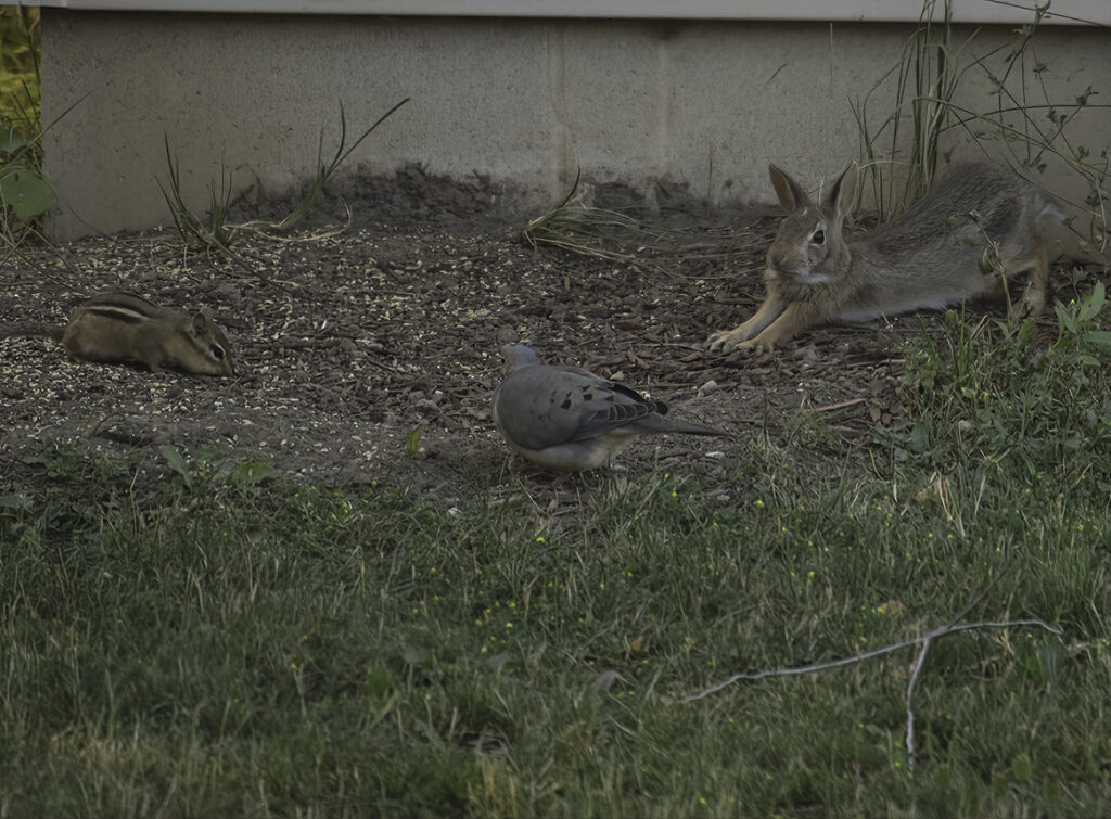 A chipmunk, a rabbit, and a turtle dove share a meal together