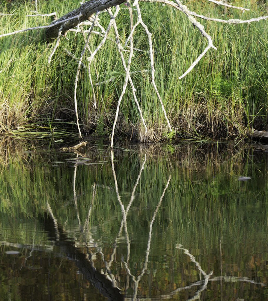 A dead tree dangling white branches like legs into a still pond