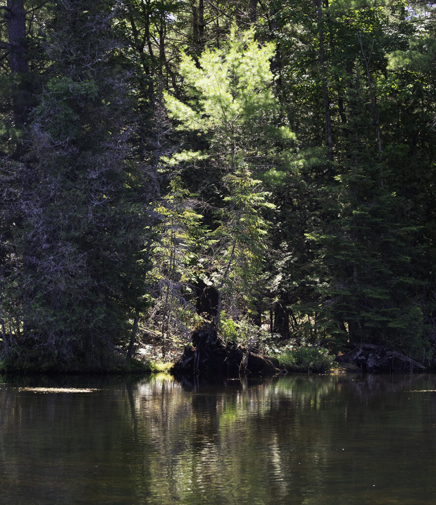 Sunlight on one spot in a forest of trees