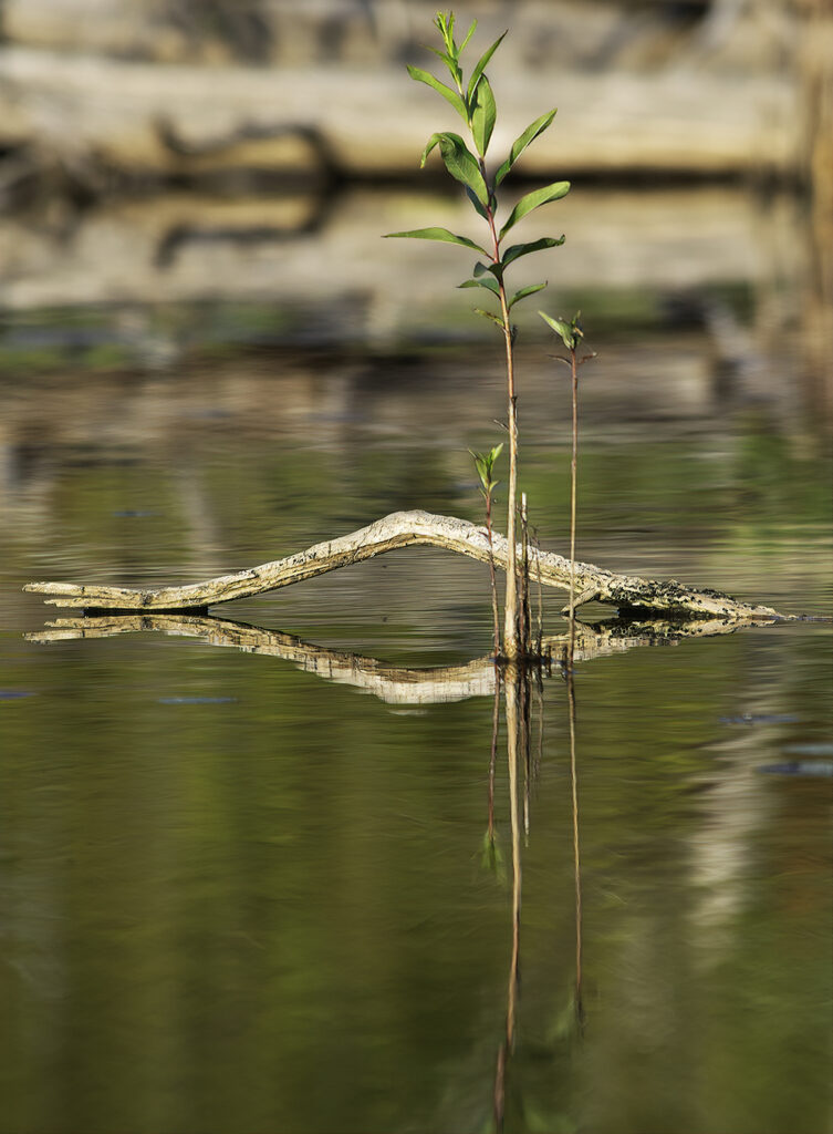 A dead piece of wood and a plant growing out of the water, together in reflection