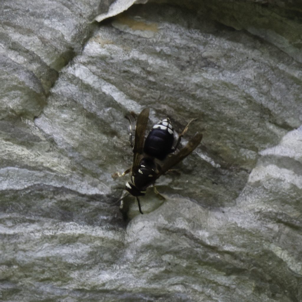 Close-up of a bald-face aerial yellowjacket sitting on their nest