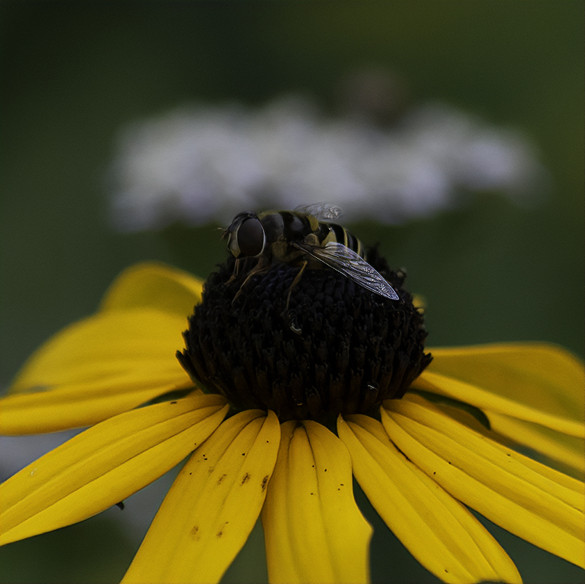 Black-Eyed Bee
