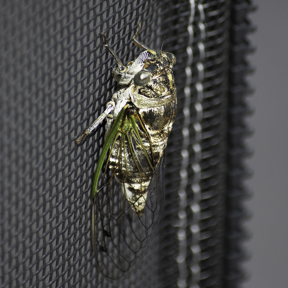 A cicada sits strangely quiet on our gazebo screen
