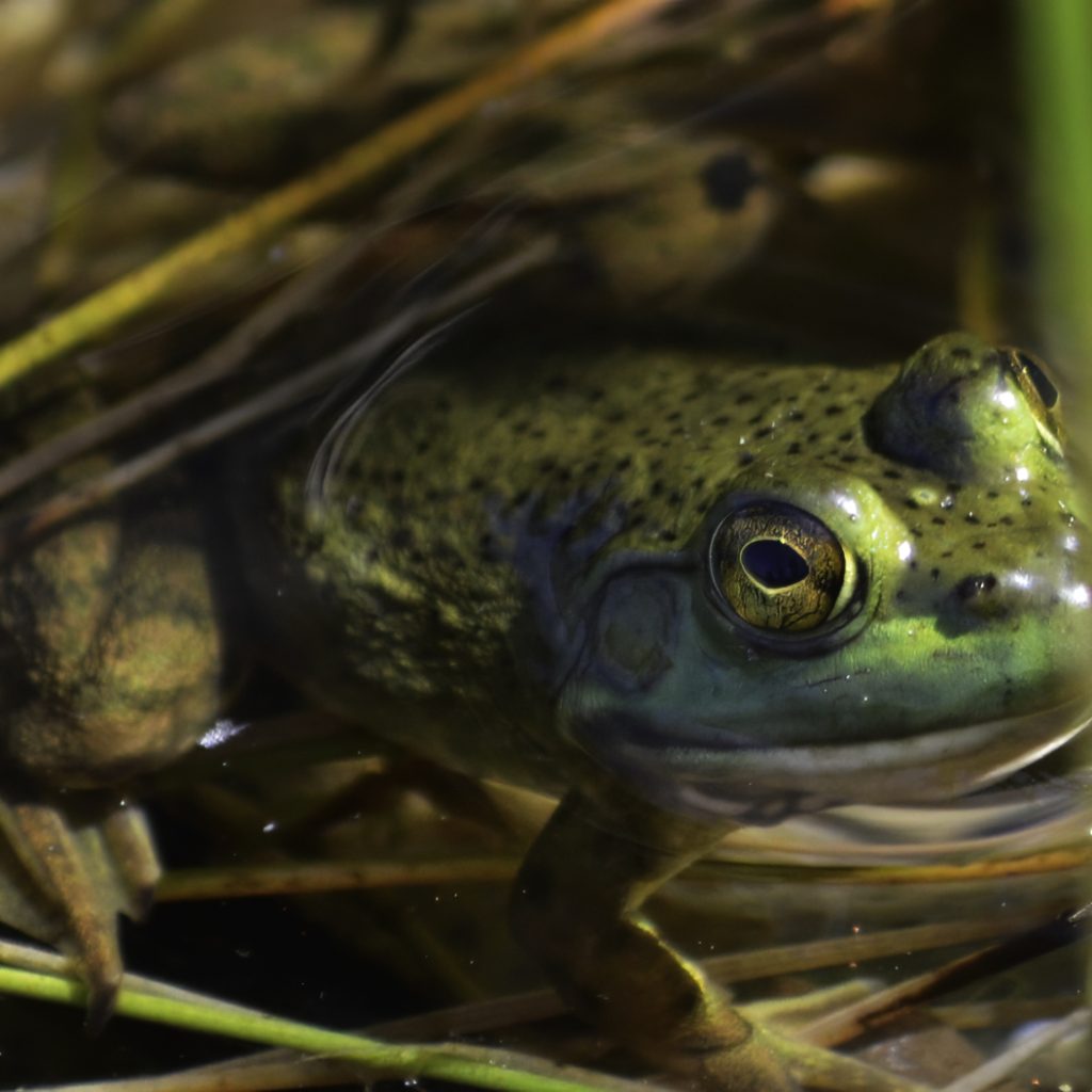 Close-up of a frog sitting in a pool of water