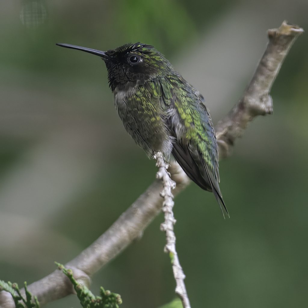 A hummingbird perched on a tree branch