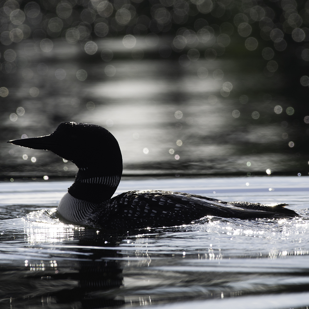 Sparkling Silhouette