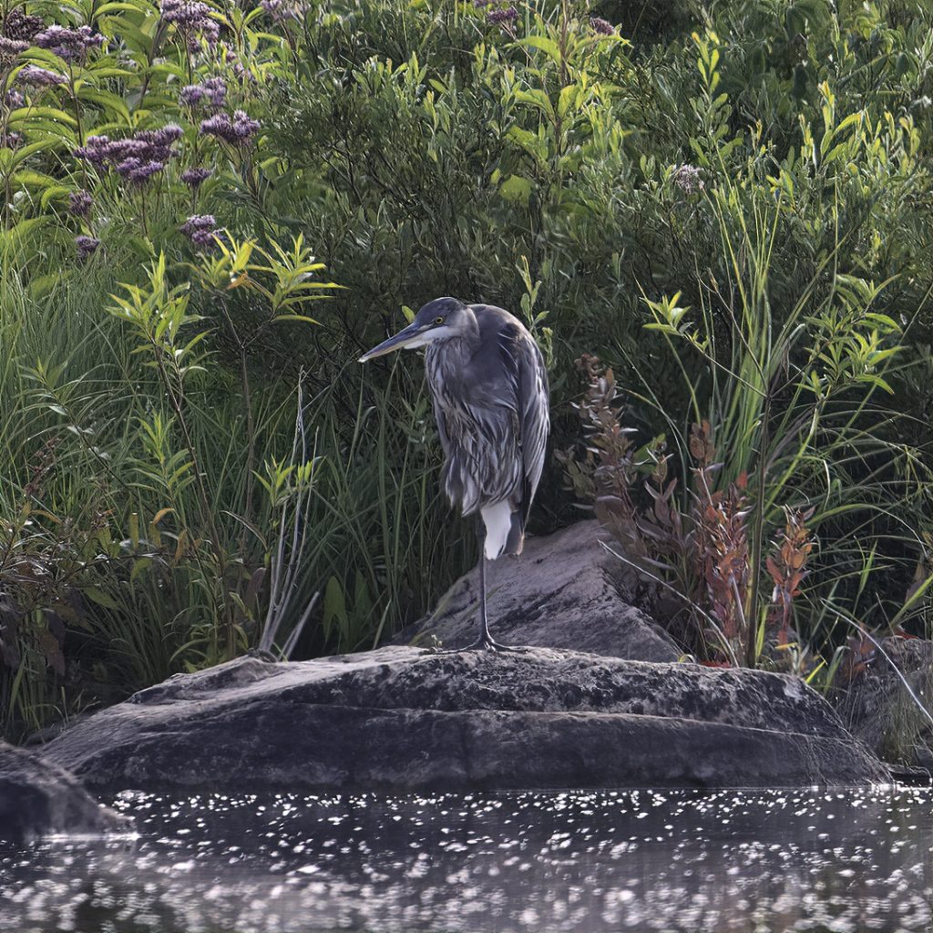 A great blue heron stands on one foot on a rocky edge by water surrounded by flowers and plants