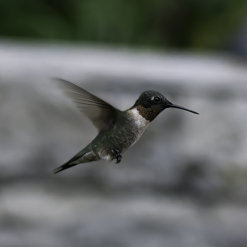 A hummingbird in flight