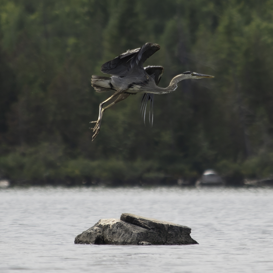 A great blue heron at the start of lifting off to fly