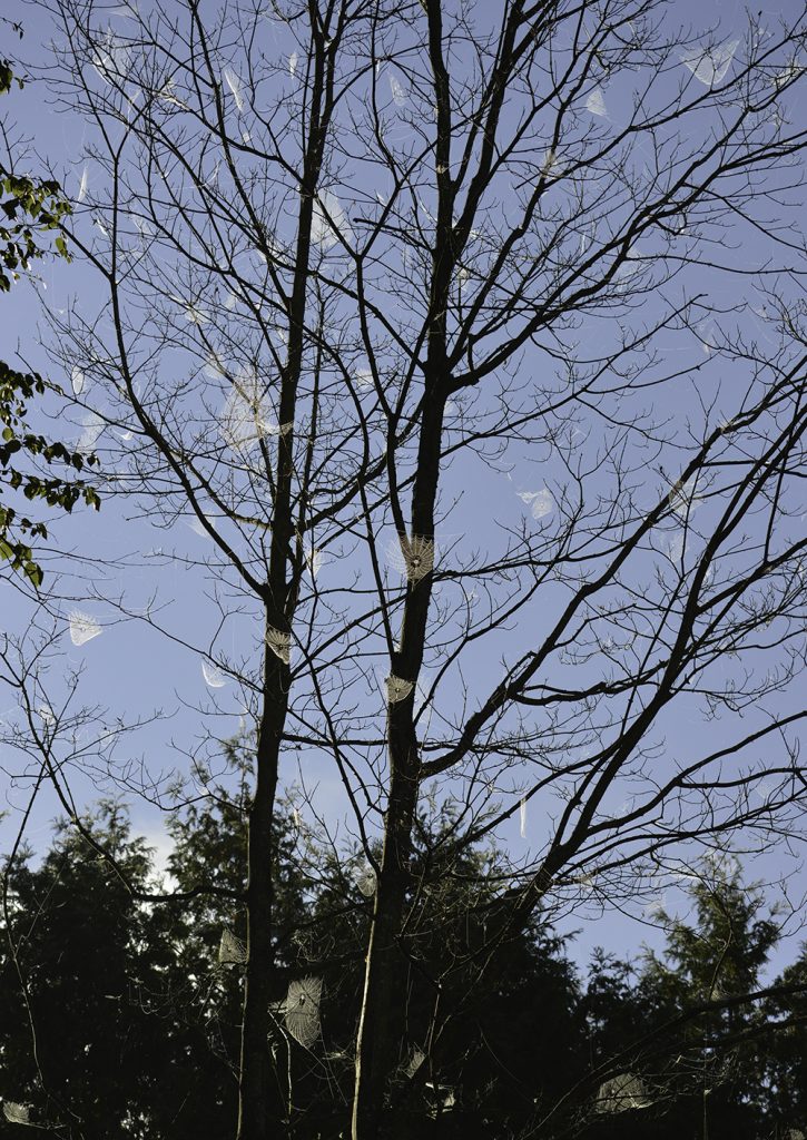 Countless spiderwebs floating on the branches of a leafless tree