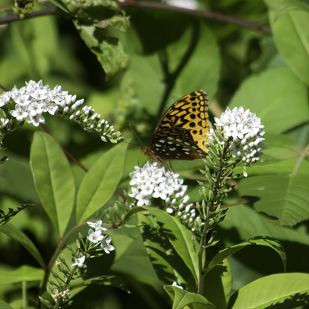 Great Spangled Fritillary