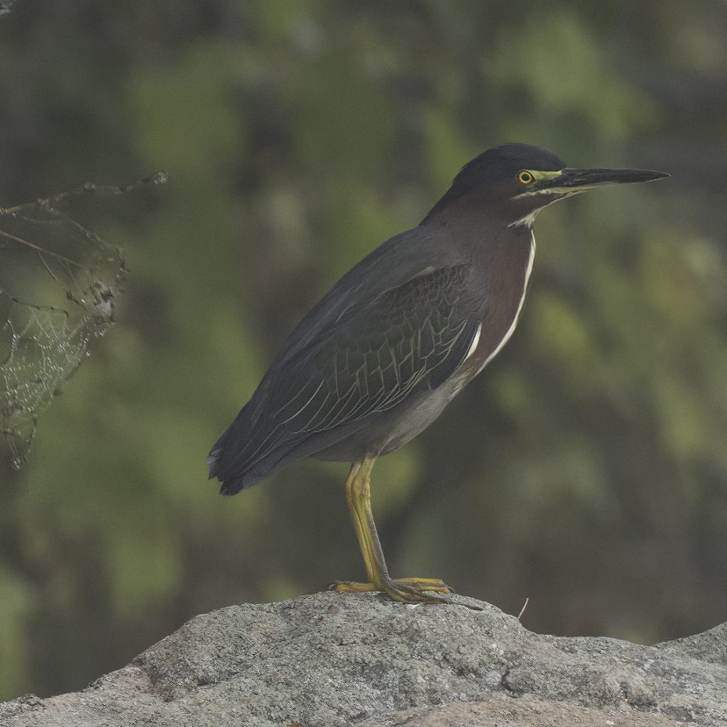 A green heron sitting on a boulder