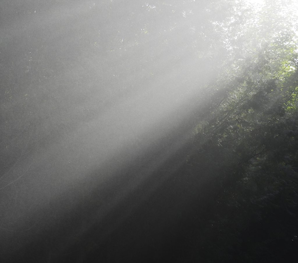Sunbeams penetrate through morning mist and trees