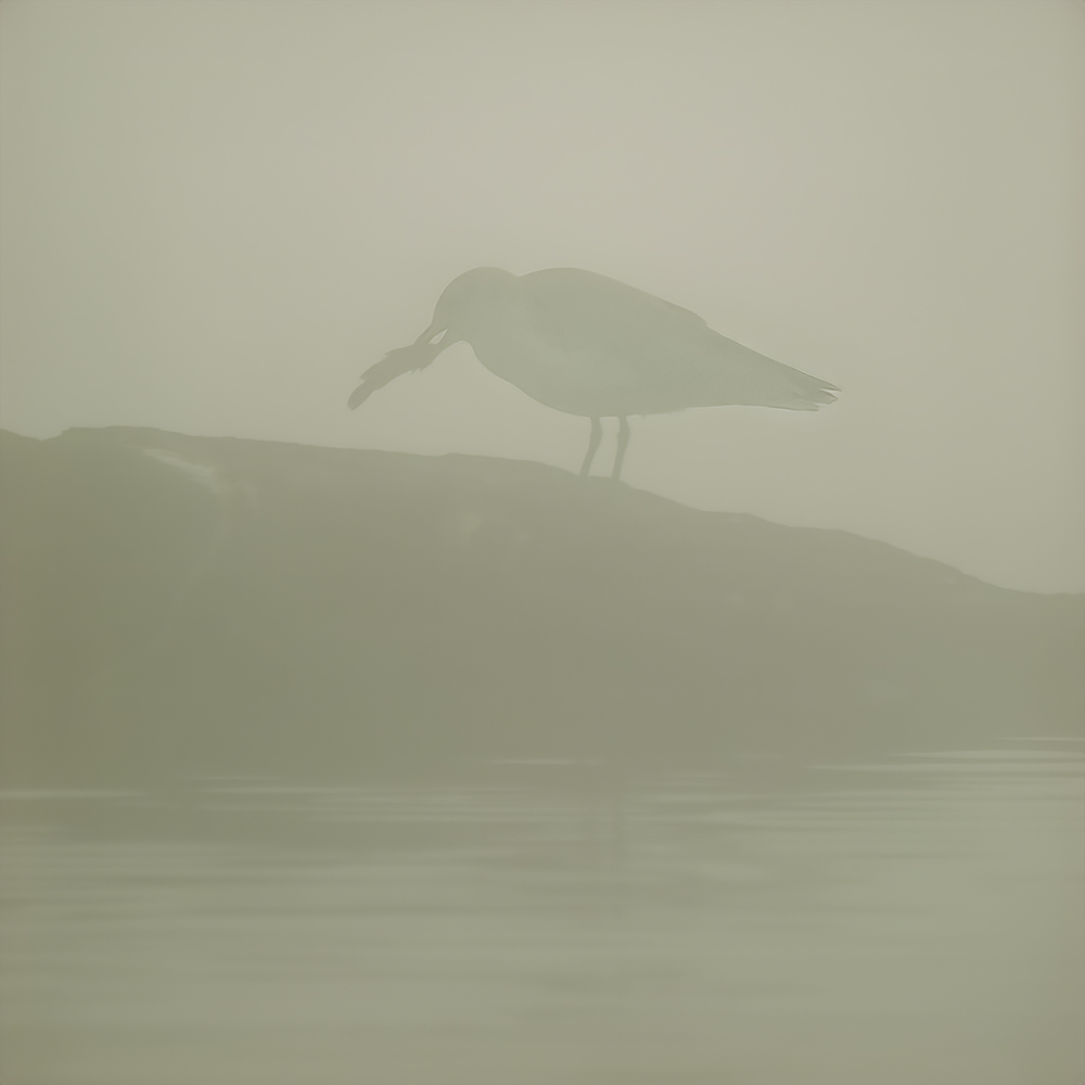 A seagull feeding in the mist and unaware he's being watched