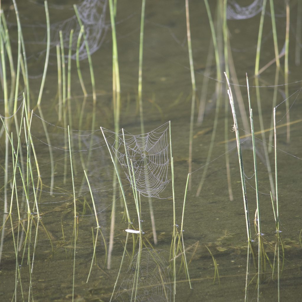 A world of webs appear over in water grass thanks to a heavy September dew