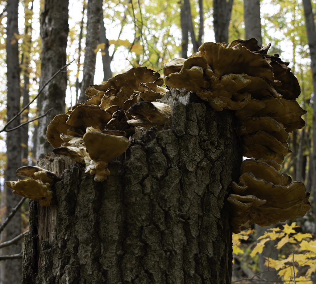 A bloom of fungi growing out from the top of a tree stump