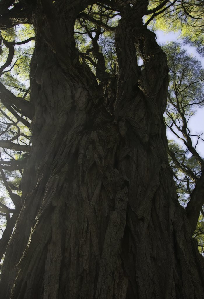 View of an old tree, looking upward from the massive trunk
