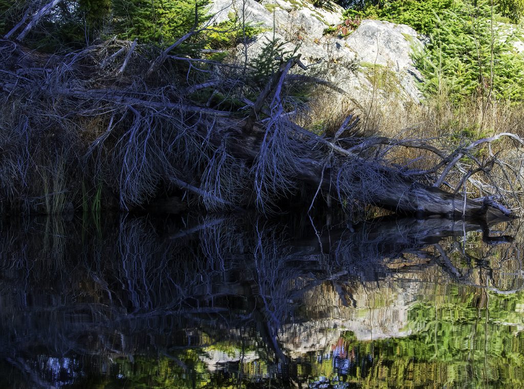 Tangles of bluish bare branches reflecting in a mirror of water