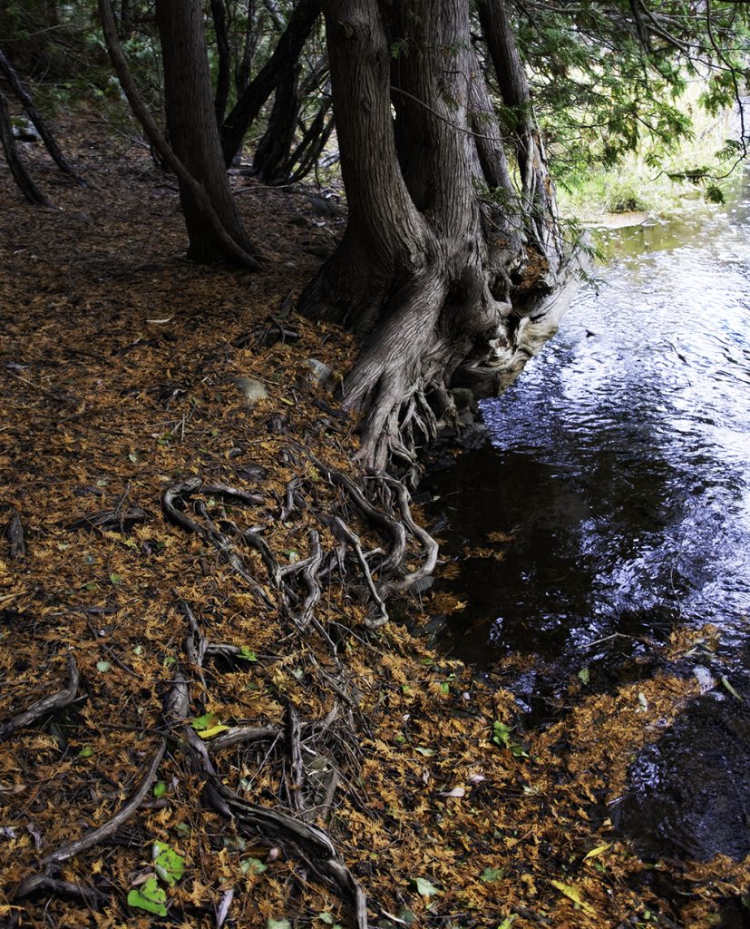 Tree roots snaking their way along the surface of the soil next to a river