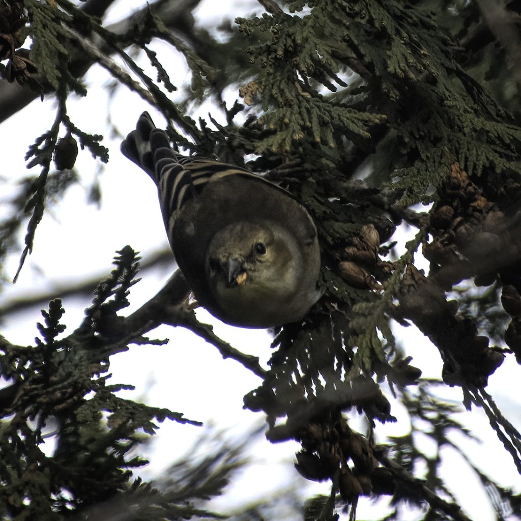 A ruby-crowned kinglet female feeding on a cedar seed