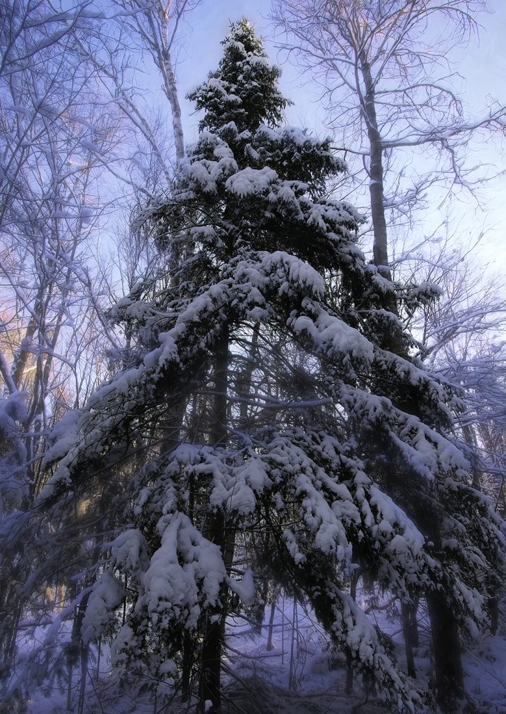 A snow-covered spruce tree on Christmas morning