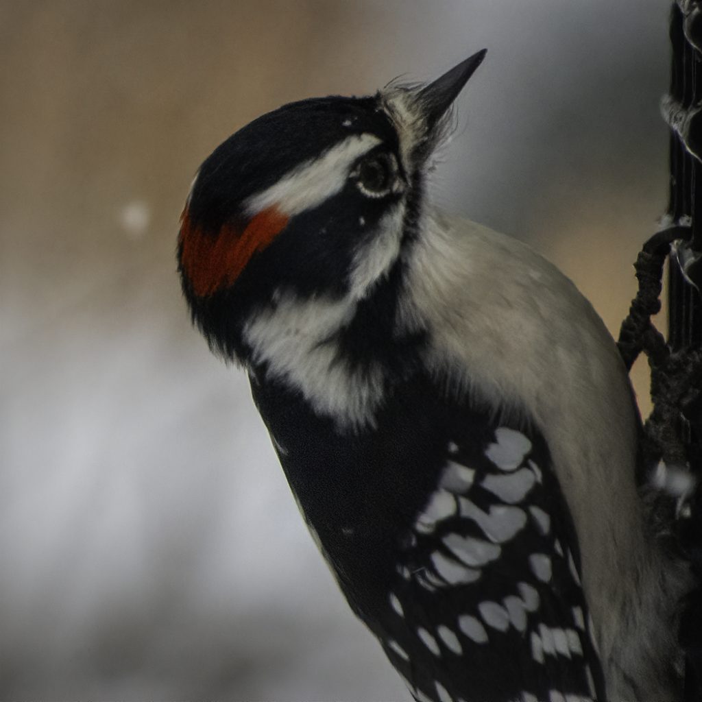 A close-up of a downy woodpecker's crown