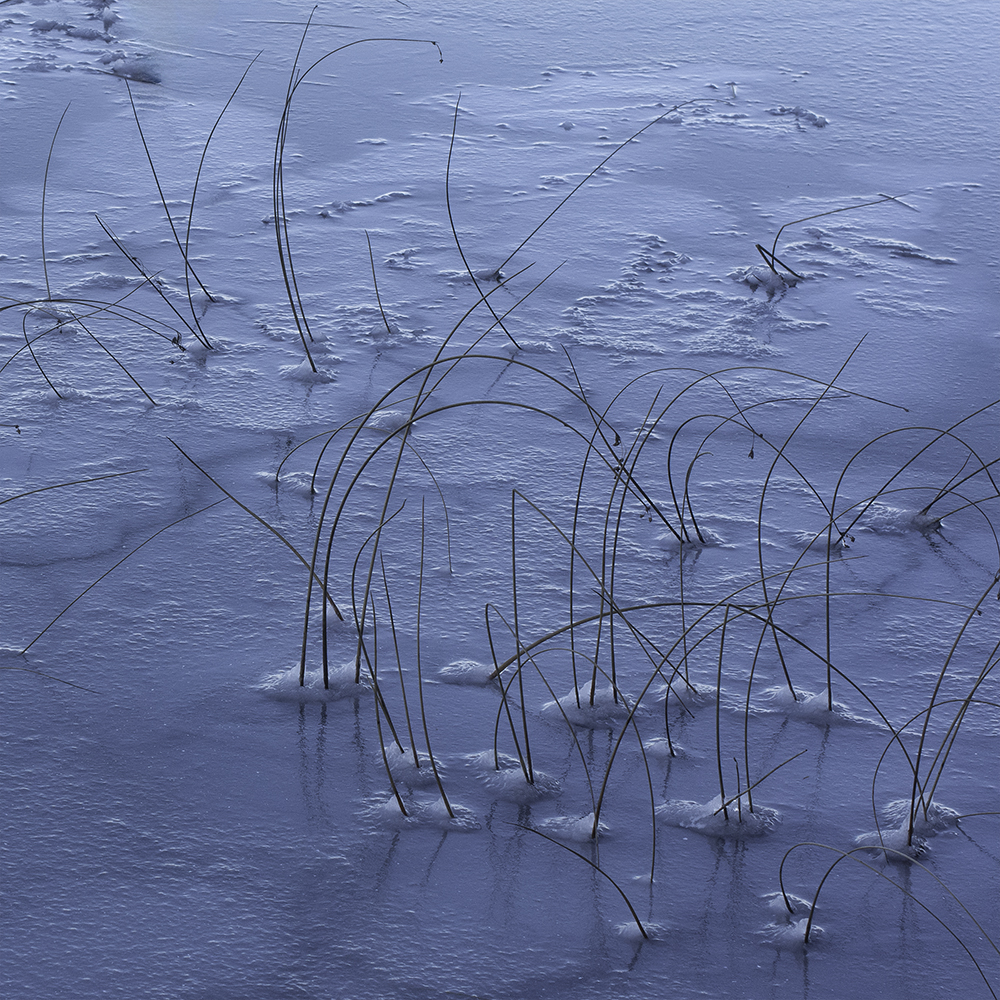Ice Grass