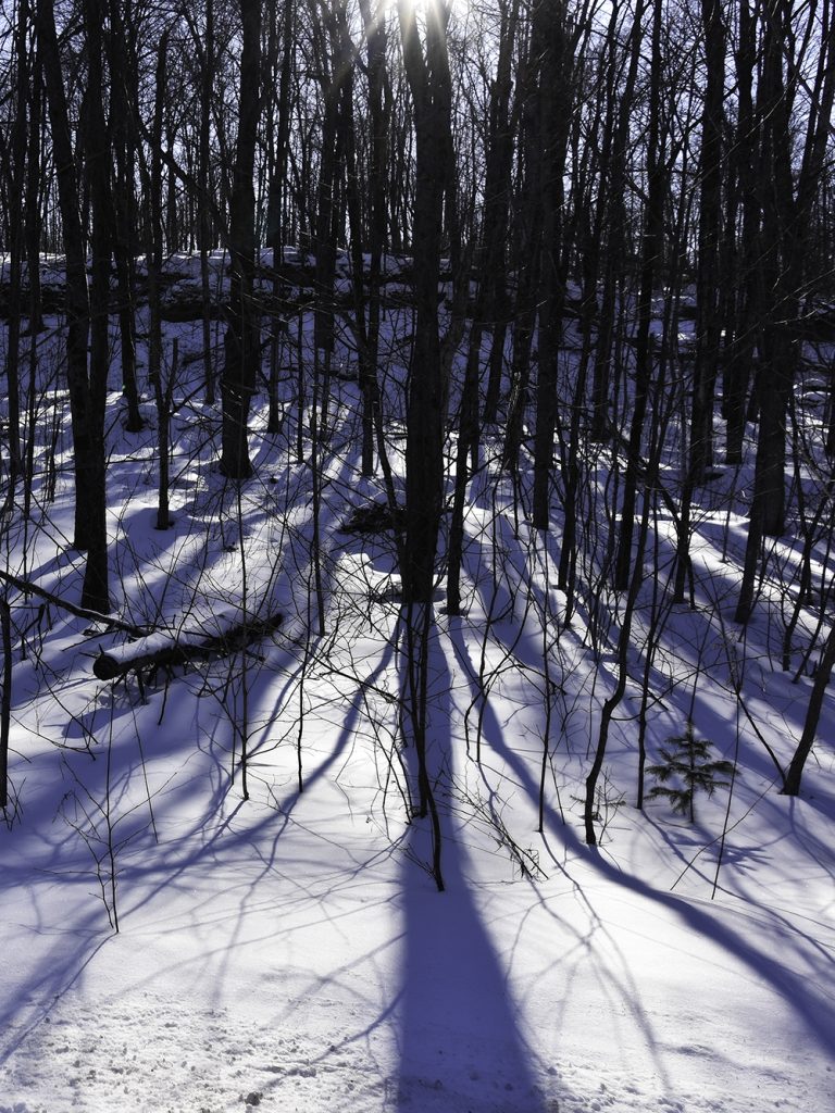 A grove of trees casting long shadows in the low light of a winter sun