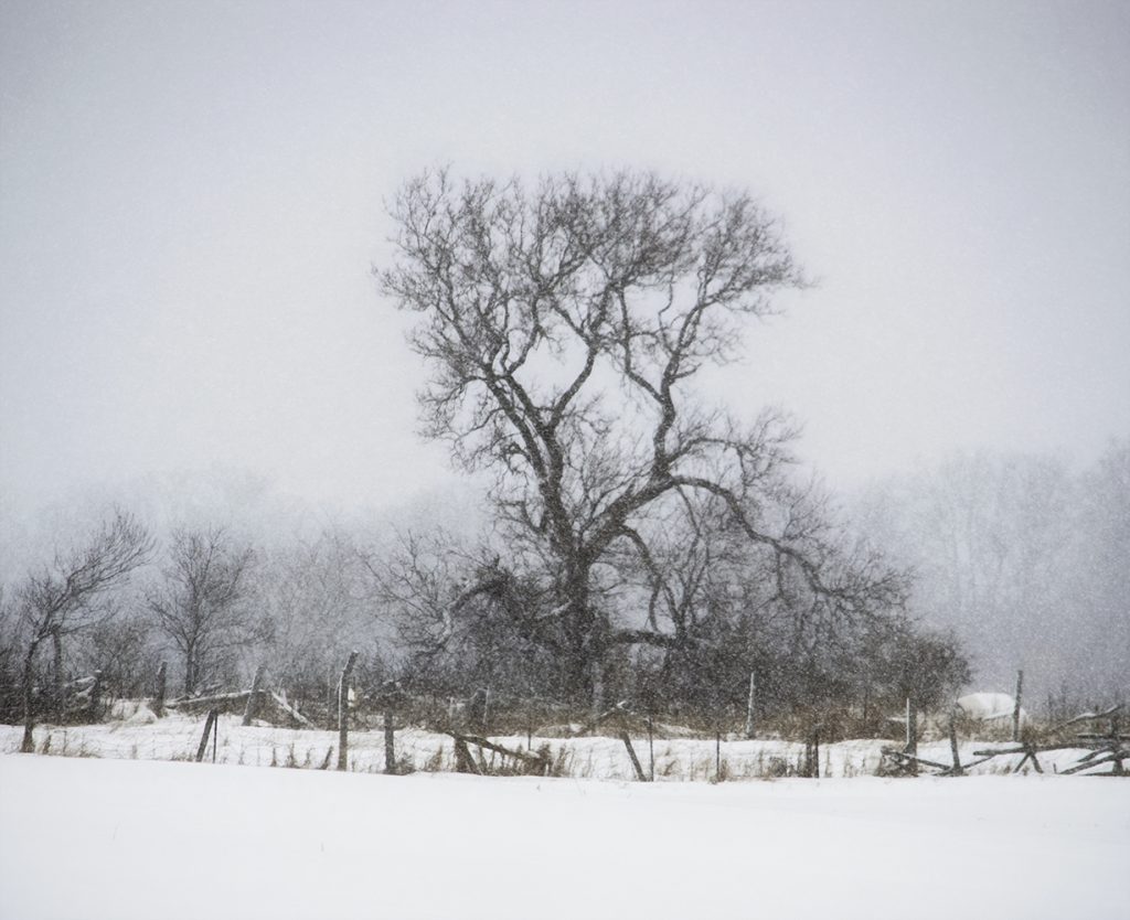 Silent trees in the midst of a snowstorm