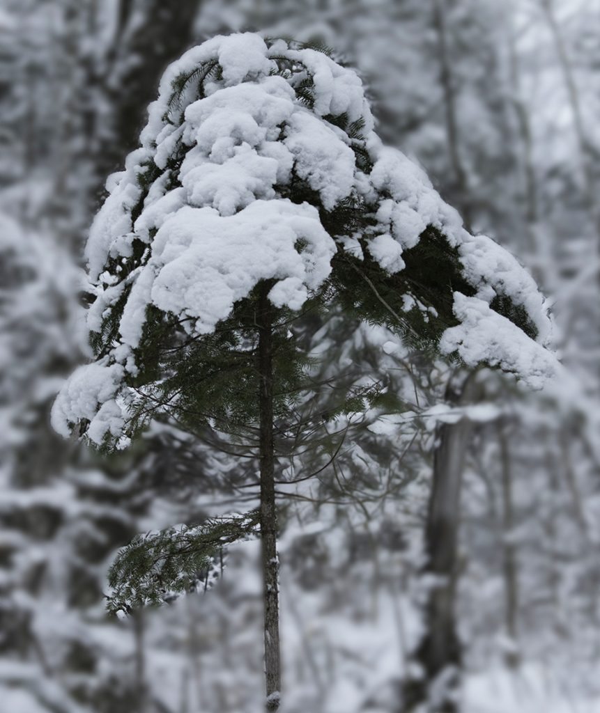 A young balsam fir tree overloaded with snow