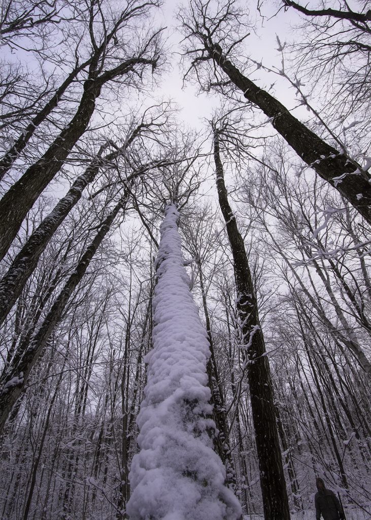 A view of trees reaching to the sky and a man walking