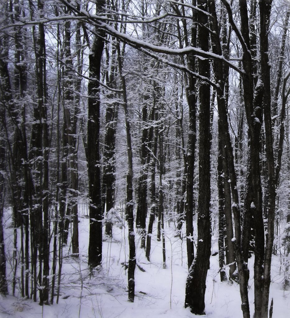 A forest after a snowfall