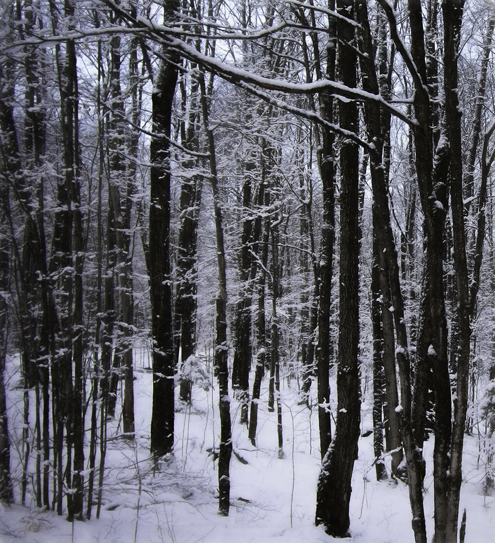 Winter Wood