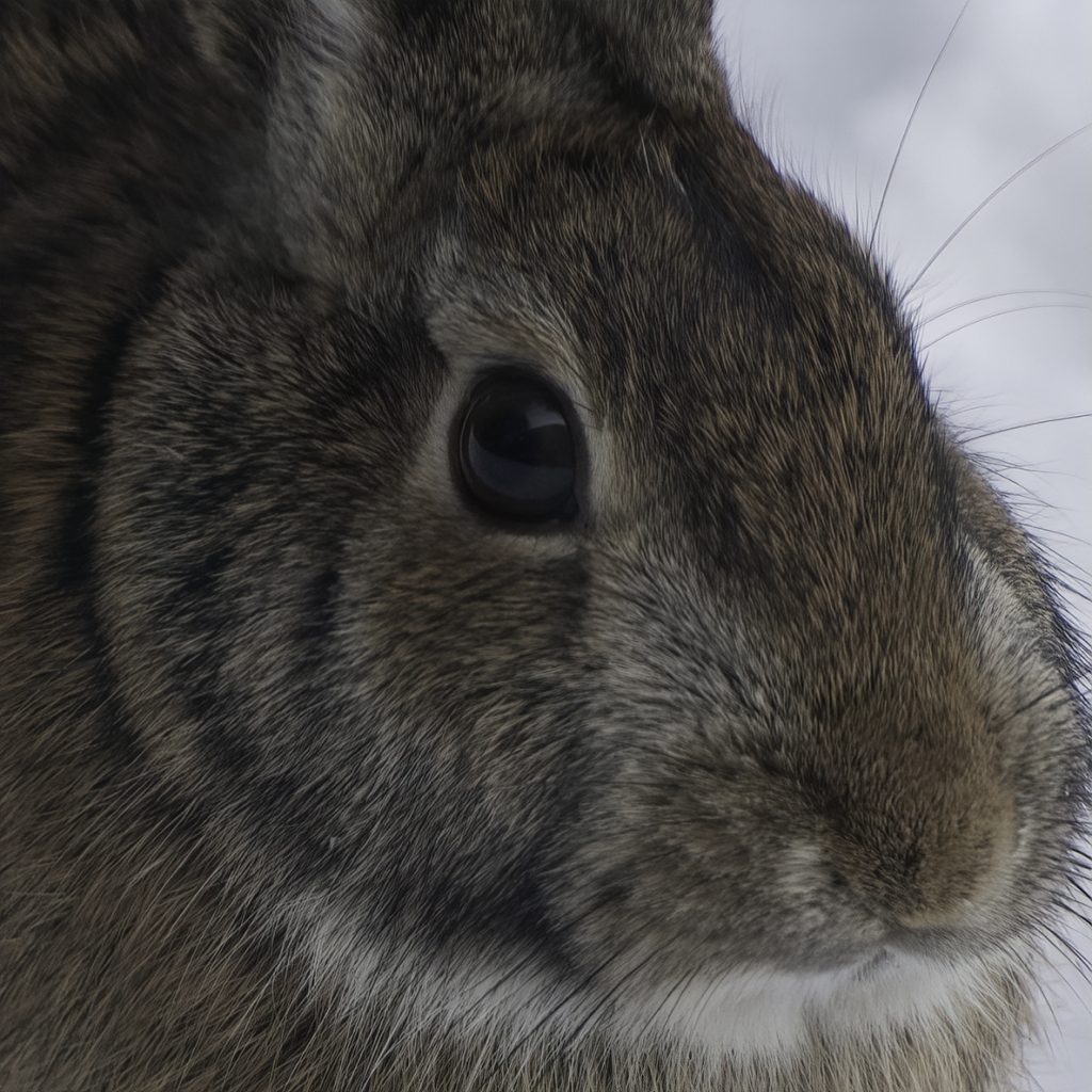 Close-up of an Eastern cottontail rabbit