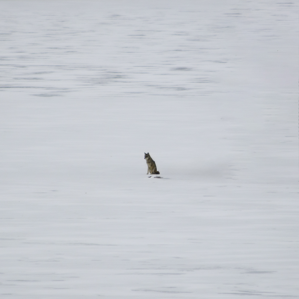 A coywolf sits alone in the middle of a frozen lake